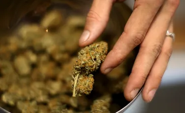 În Jamaica a fost inaugurată prima companie de marijuana „medicală”, ce va studia leacurile din canabis