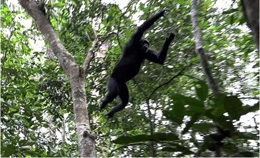 De ce adolescenții au comportamente riscante? Cimpanzeii ar putea avea răspunsul