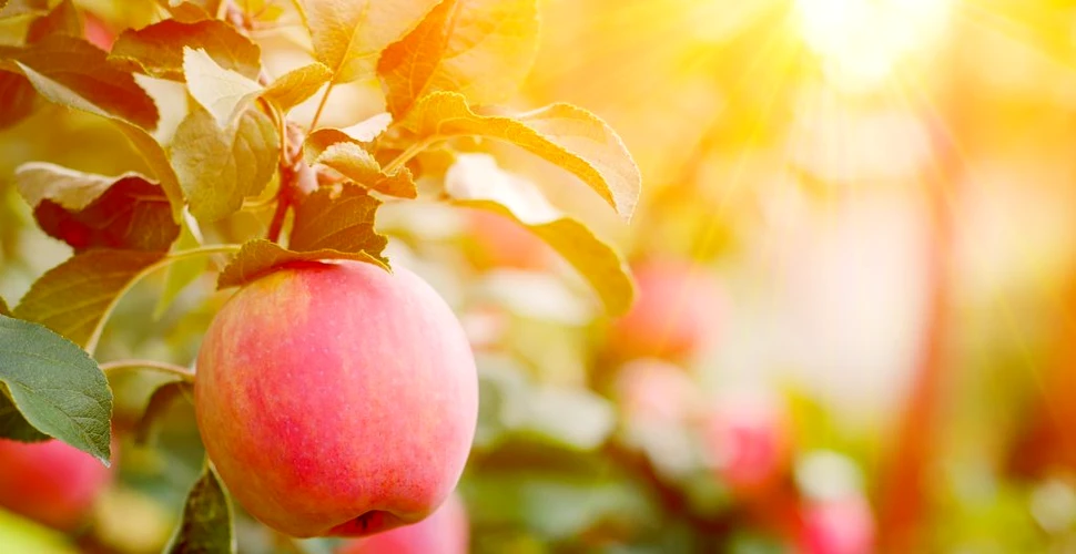 A fost mărul cu adevărat „fructul interzis” din Grădina Edenului?