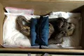 Cercetătorii au aflat, în sfârșit, ce este maimuța-sirenă mumificată din Japonia
