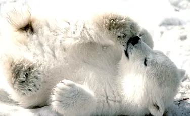 Ursii polari sunt in pericol de moarte din cauza poluarii