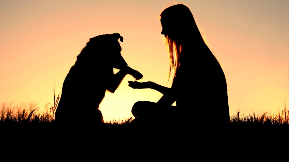 Ce-şi doresc câinii de la stăpânii lor? Un nou studiu dezvăluie preferinţele canine