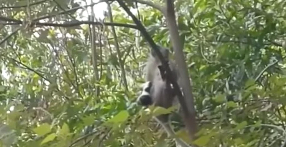 Un cățel răpit de o maimuță, în Malaezia. Cum s-a terminat calvarul care a durat trei zile
