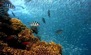 Cercetătorii vor ca oceanul să fie considerat ființă vie și să aibă drepturi