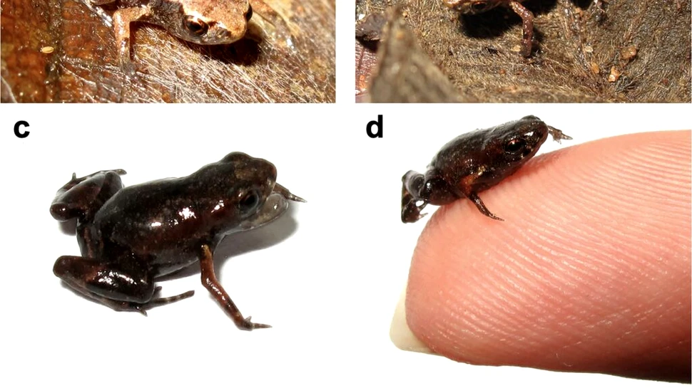 A doua cea mai mică vertebrată din lume este o nouă specie de broască de doar 7 milimetri
