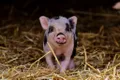 Un studiu arată că unii oameni pot înțelege sunetele emise de animale