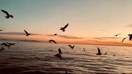Ce se întâmplă cu creierul tău atunci când vezi o pasăre în natură?