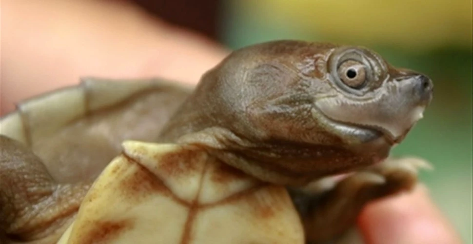 „Țestoasa zâmbitoare”, una dintre cele mai amenințate specii din lume, a fost salvată de la dispariție