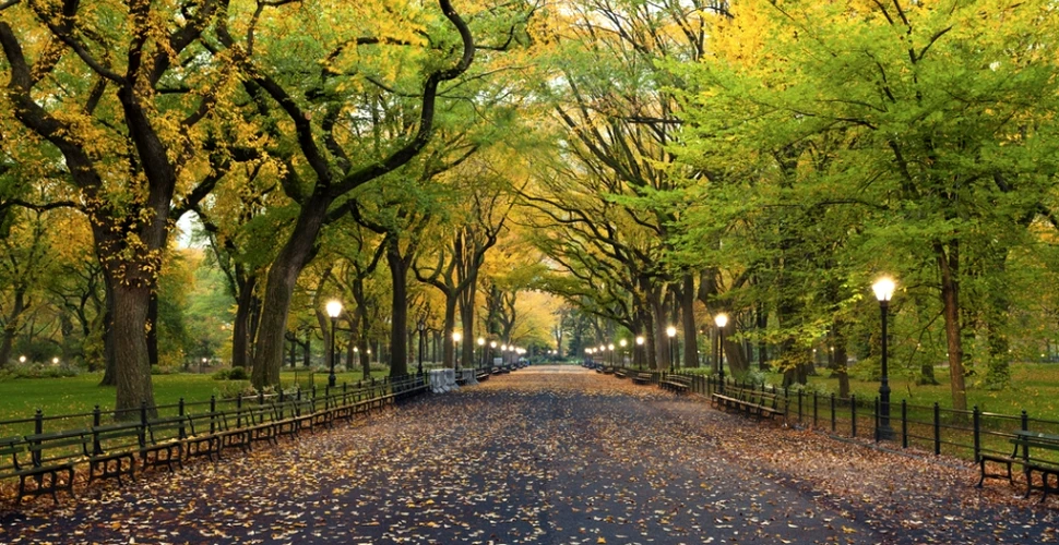Unul din cele mai bogate ecosisteme din lume se află în solul de sub Central Park din New York