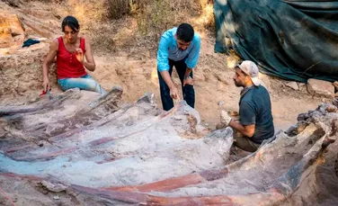 Cel mai mare schelet de dinozaur din Europa, descoperit în Portugalia