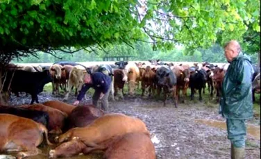 16 bovine au fost ucise de un singur fulger in Scotia