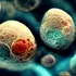 Cum apare embrionul uman? Un studiu pe celule stem dezvăluie noi detalii