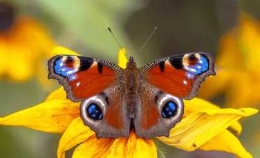 Test de cultură generală. Cât trăiesc fluturii?