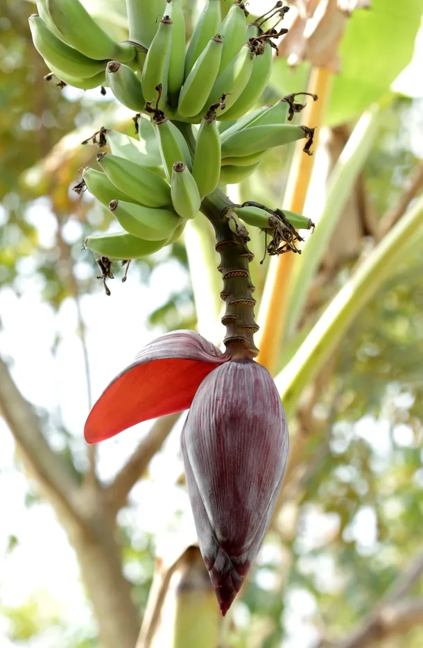 Inflorescenţa de bananier, din care se fromează fructele.