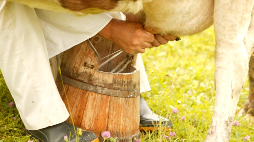 Vacile modificate genetic oferă o soluţie pentru copiii alergici la lapte