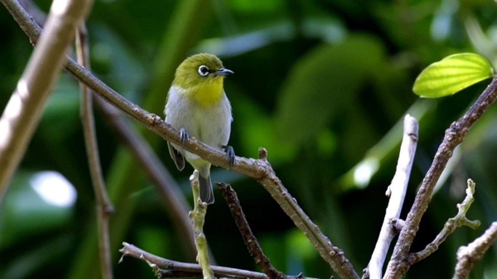 A fost identificat primul animal terestru ce supravieţuieşte după ce a fost mâncat