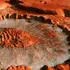 Adevărul despre apa de pe Marte! Astronomii explică un fenomen uimitor