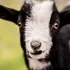 Patru capre rare ar fi fost mâncate de directorul unei grădini zoo