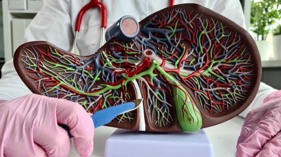 Organe de transplant crescute în oameni. Câte ar putea găzdui o singură persoană?