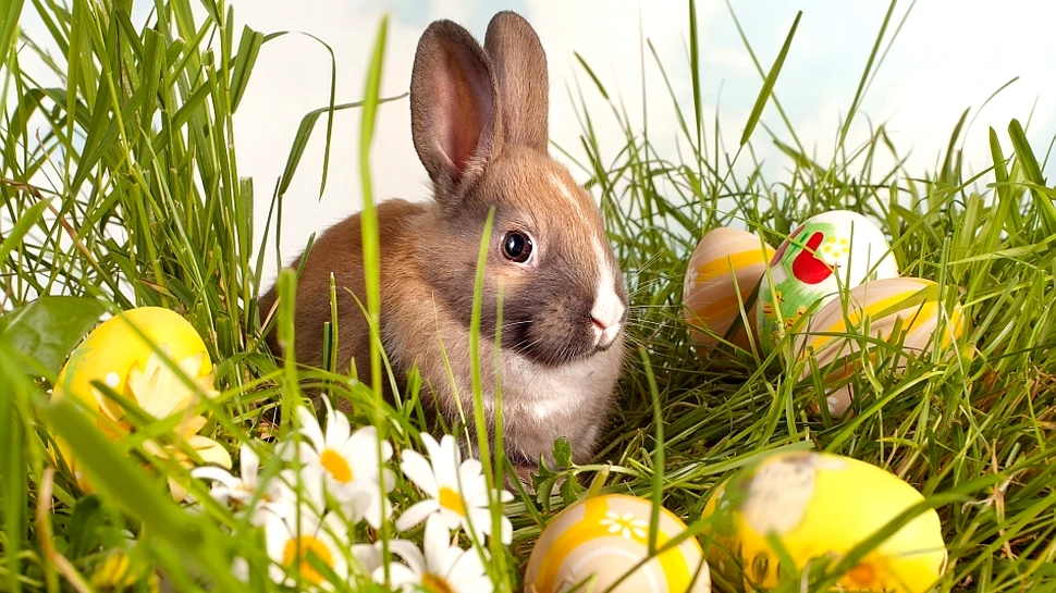 Iepurele de Paşti: un nou simbol acceptat de români?