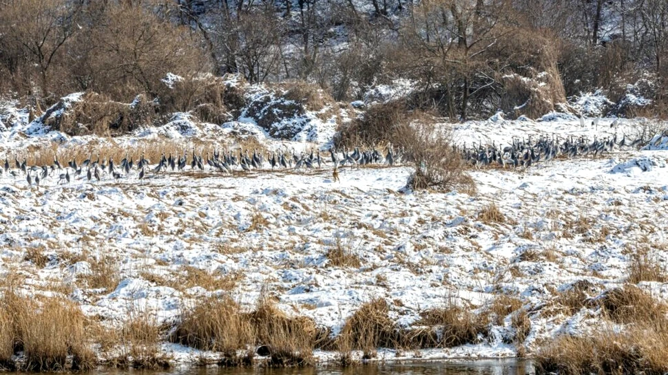 Tundra se topește din cauza incendiilor de vegetație