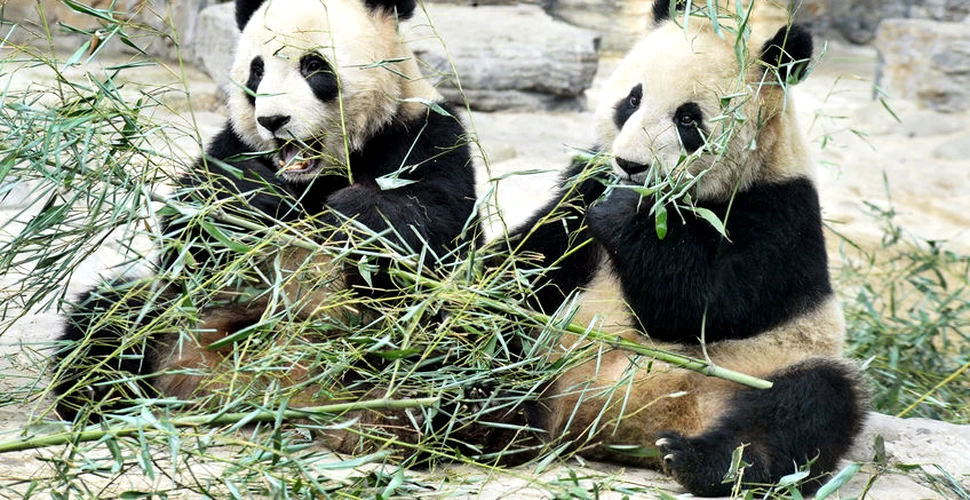 Doi pui de panda uriaş, de la o grădină zoologică din Atlanta, sunt în realitate femele