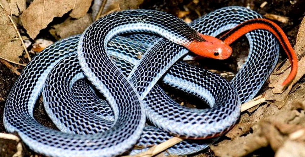 Deşi este extrem de frumos, acest şarpe este unul dintre cei mai perculoşi din întreaga lume. Se hrăneşte cu cobre