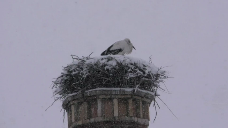 Echipe de intervenţie caută soluţii pentru salvarea unei berze care a rămas în Braşov – GALERIE FOTO