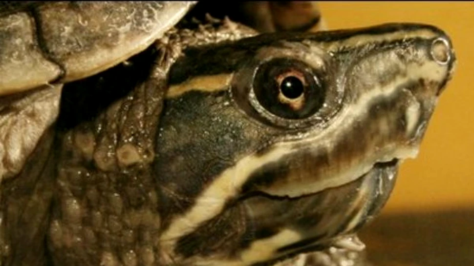 Ea este testoasa care nu respira sub apa