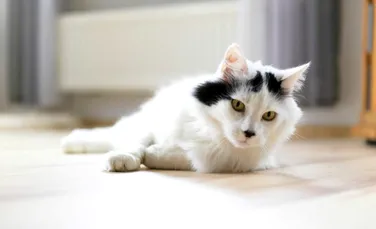 Pisicile țin „doliu” atunci când mor alte animale de companie