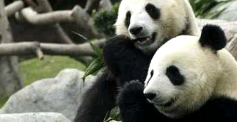 Ursii Panda goniti de cutremur se reintorc acasa