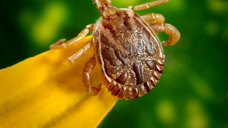 Invazie de căpușe mutante. Insectele mortale au atacat mii de copii și au provocat inflamații ale creierului