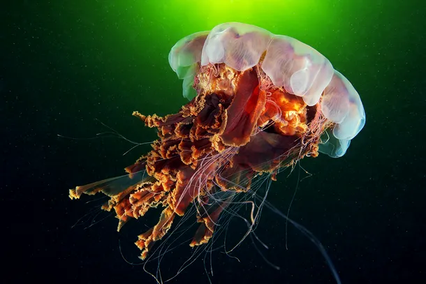 Cea mai mare meduză din lume a fost surprinsă în imagini spectaculoase / Foto: Alexandre Semenov