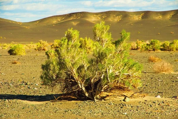 Deşertul nu este lipsit de viaţă: plante adaptate la uscăciune cresc pe nisipurile sale, rezistând condiţiilor dificile.
