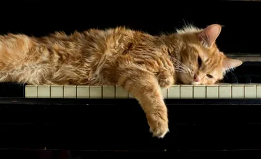 Oamenii nu sunt singurii care se bucură de efectele miraculoase ale muzicii