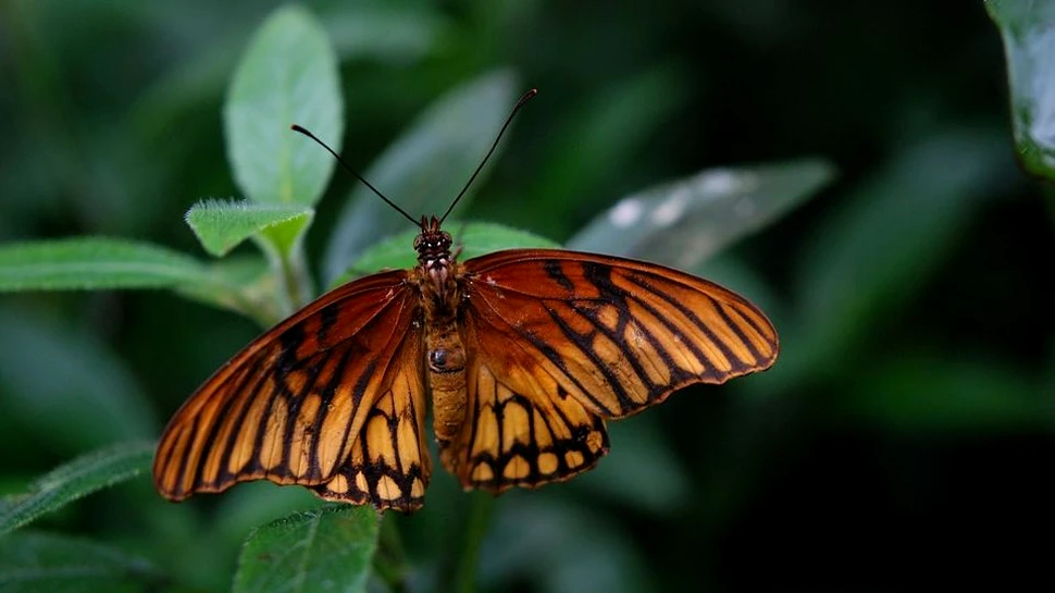 Concluzie alarmantă: populaţiile de insecte, esenţiale pentru menţinerea vieţii pe Pământ, scad cu 2,5% în fiecare an. ”În 100 de ani nu vor mai fi”