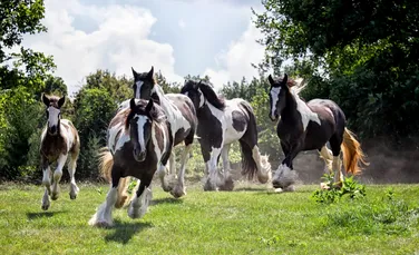 De ce este, de fapt, denumită această specie de cai „Calul Țigan” sau „Gypsy Vanner”. Galerie FOTO