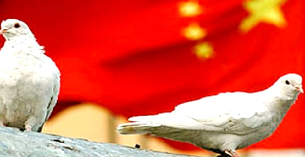 China antrenează o armată de porumbei