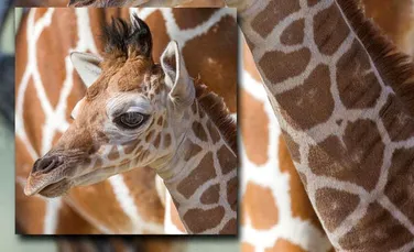 Un semn de pe blana puiului de girafă l-a făcut vedetă pe internet-VIDEO