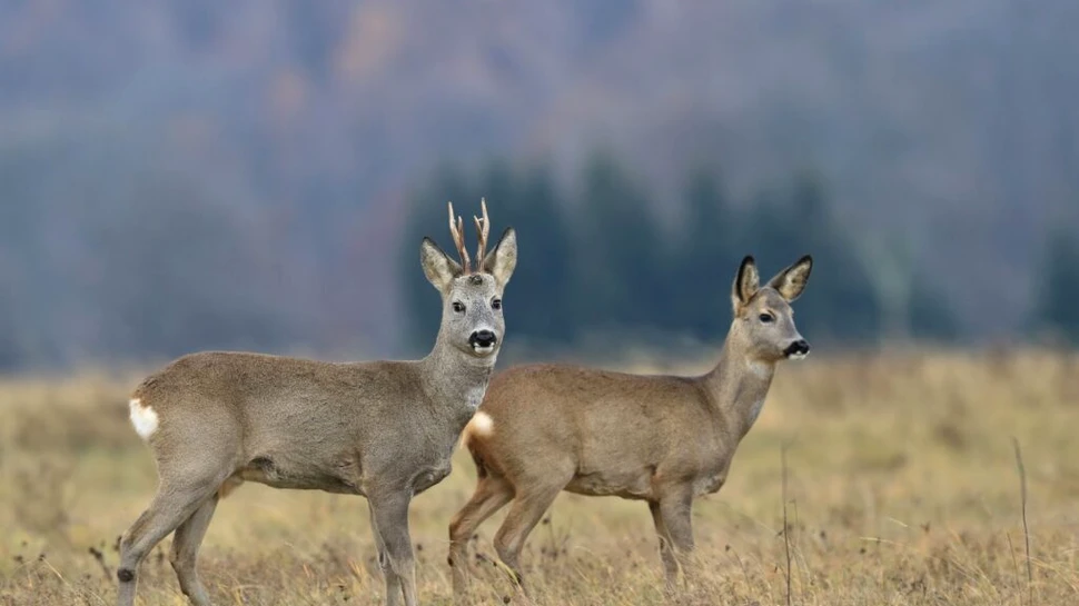 Ar putea exista de două ori mai multe specii de vertebrate pe Pământ. Cum este posibil?