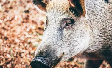 Ce acţiuni desfăşoară autorităţile pentru prevenirea răspândirii Pestei Porcine Africane