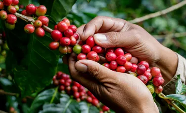 Importatorii de cafea din Uniunea Europeană renunță la micii fermieri din Africa