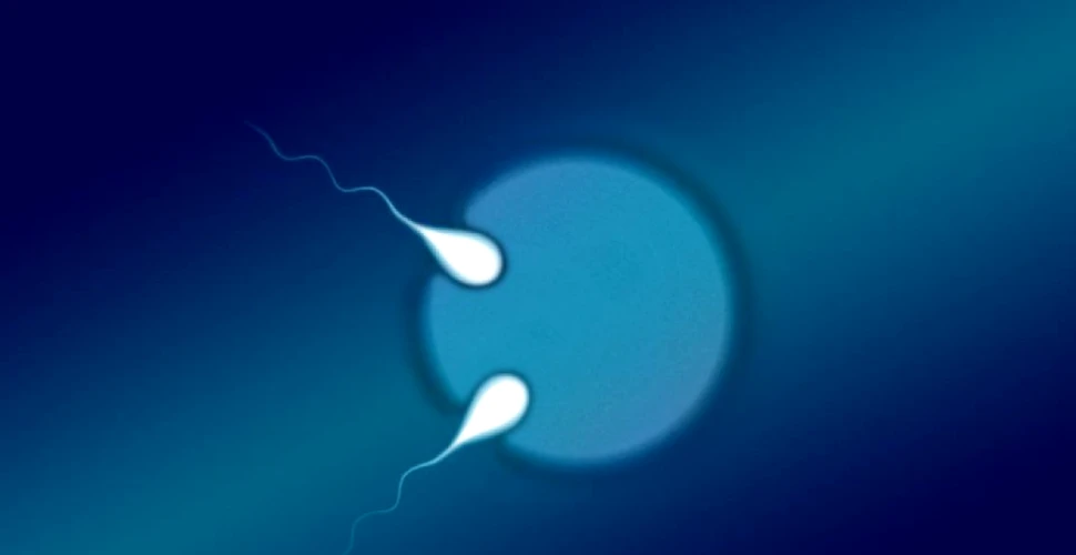 Premieră medicală excepţională: primii gemeni semi-identici au fost identificaţi în timpul sarcinii
