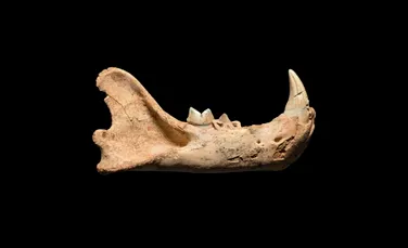O fosilă rară a unei specii de leu american dispărute de 11.000 de ani, descoperită în fluviul Mississippi