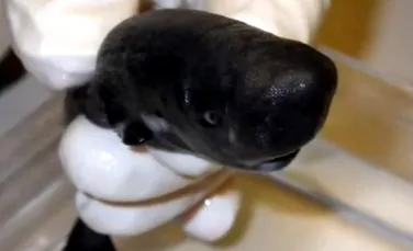 Ciudăţenia naturii. Cum arată „rechinul cu buzunar”, cel mai rar din lume – VIDEO