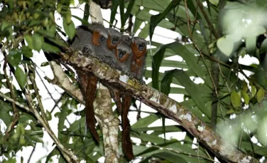 O nouă specie de maimuţe torcătoare a fost descoperită în pădurile tropicale amazoniene. FOTO