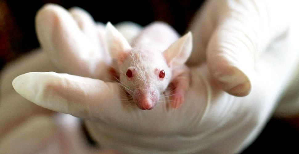 Degetele amputate ale şoarecilor au crescut parţial cu ajutorul a două proteine