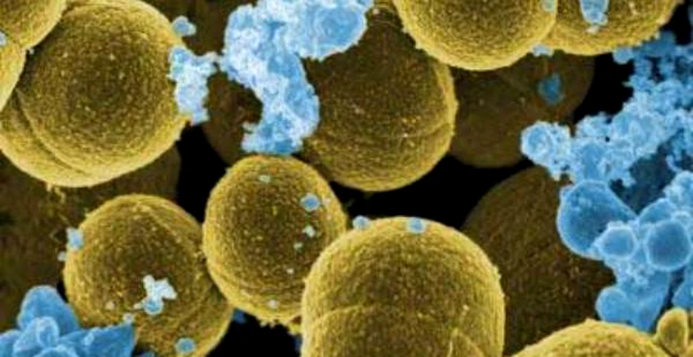 Bacteriile pot fi scoase “din joc” si fara antibiotice