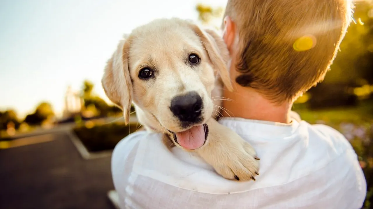 caine_om_adorabil_pixabay_descopera 