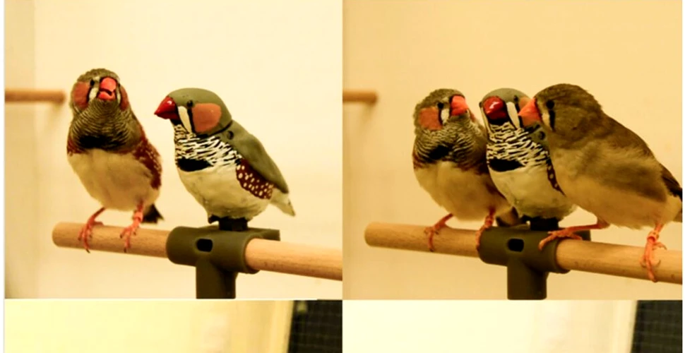De ce au creat cercetătorii robotul care învață păsările să cânte?